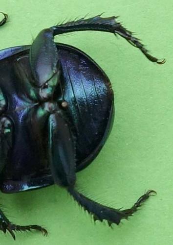 Réf. 207 101 : Trypocopris vernalis